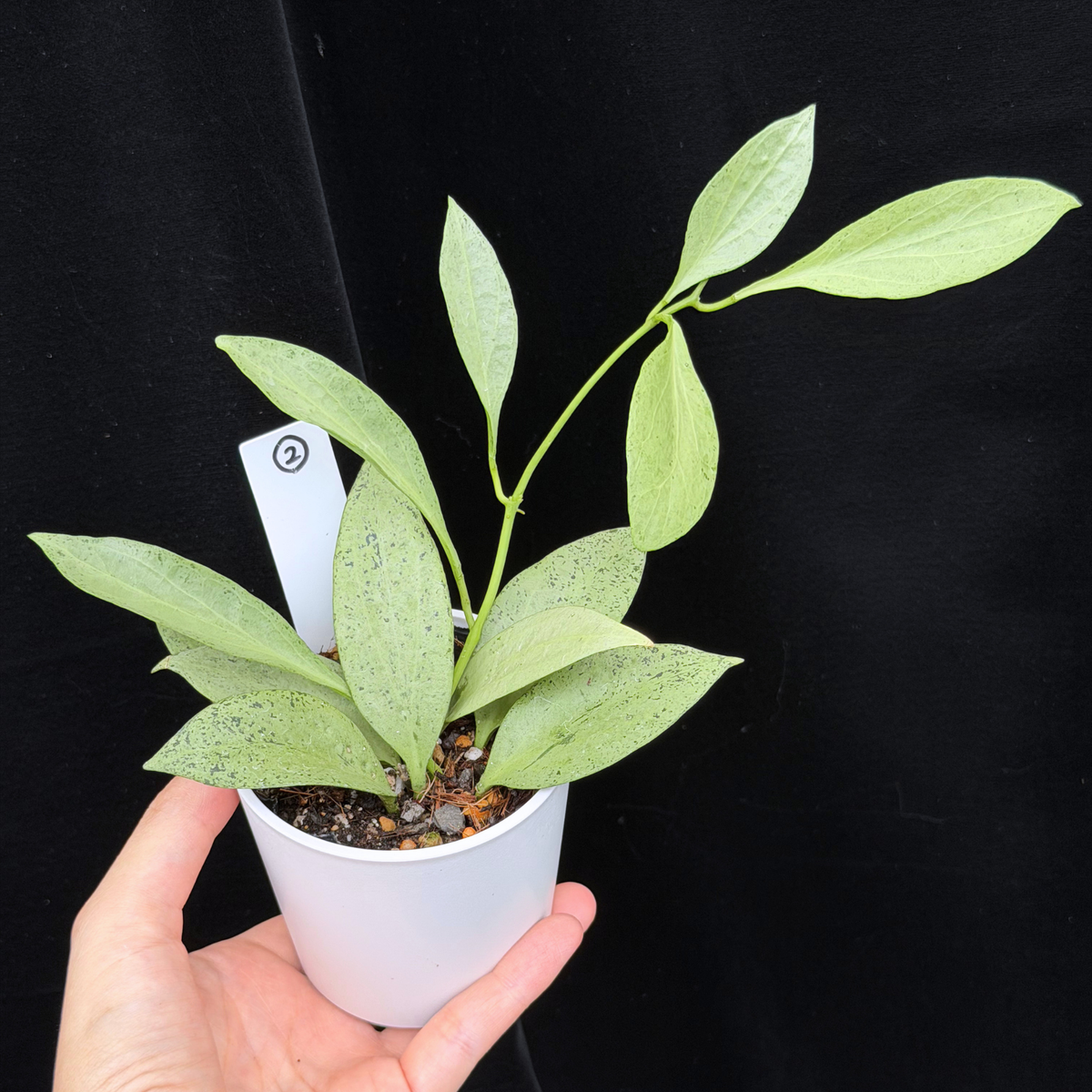 【一点もの】ホヤ・ニューギニアゴースト Hoya carnosa 'New Guinea Ghost' 【1〜3から株を選ぶ】