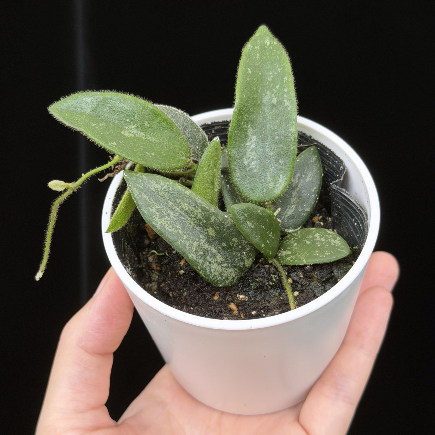 【一点もの】ホヤ トムソニー スプラッシュ Hoya thomsonii splash