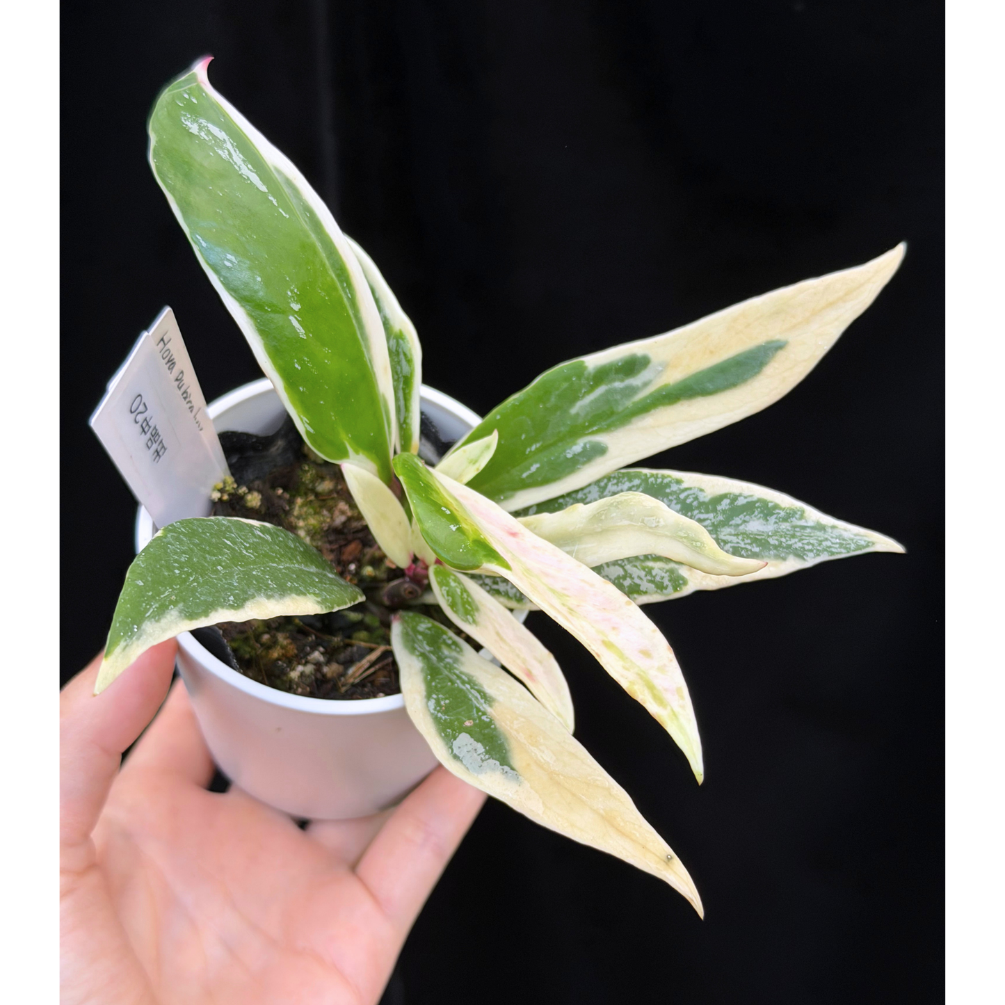 【一点もの】ホヤ プビカリクス ピンクシルバー アルボマギナータ スプラッシュ Hoya Pubicalyx pink silver albomarginata splash 希少 レア