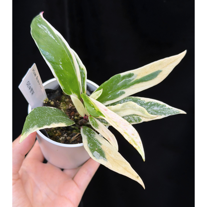 【一点もの】ホヤ プビカリクス ピンクシルバー アルボマギナータ スプラッシュ Hoya Pubicalyx pink silver albomarginata splash 希少 レア