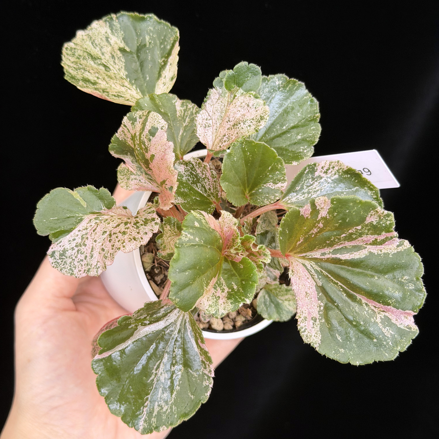 【一点もの】ベゴニア ククラータ ピンク斑入り begonia cucullata Pink variegated 希少 レア 9
