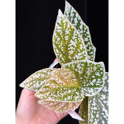 【一点もの】ベゴニア スノーキャップド ピンク斑入り Begonia Snow Capped variegata 27