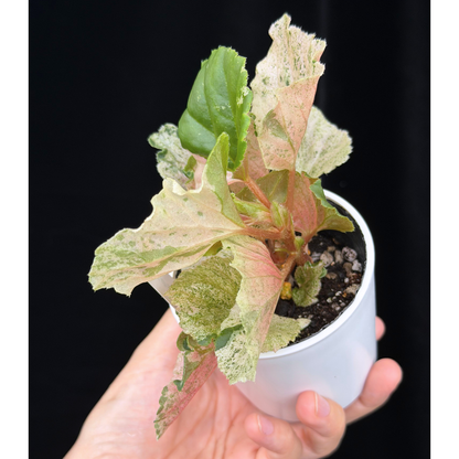 【一点もの】ベゴニア ククラータ ピンク斑入り begonia cucullata Pink variegated 希少 レア 16