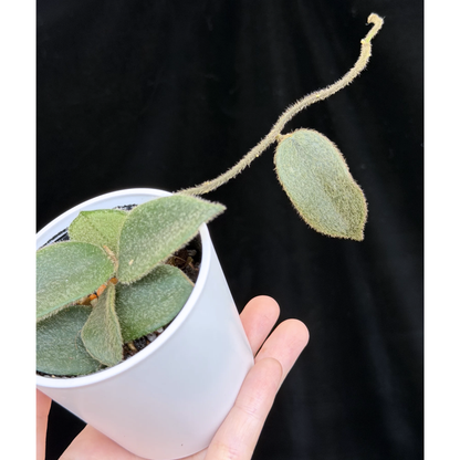 【一点もの】ホヤ トムソニー  Hoya thomsonii