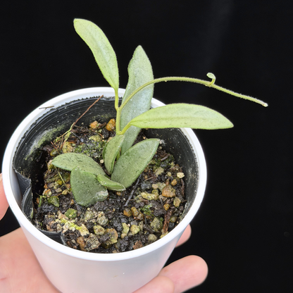 【一点もの販売】Hoya Lima Silver ホヤ リマ シルバー