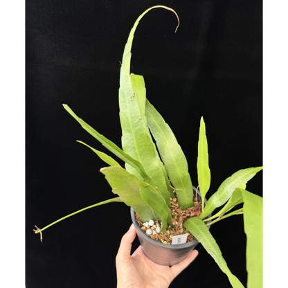 【一点もの】姫月下美人 4号 プラスチック鉢 BLACK PLASTIC POT 受け皿付き 3