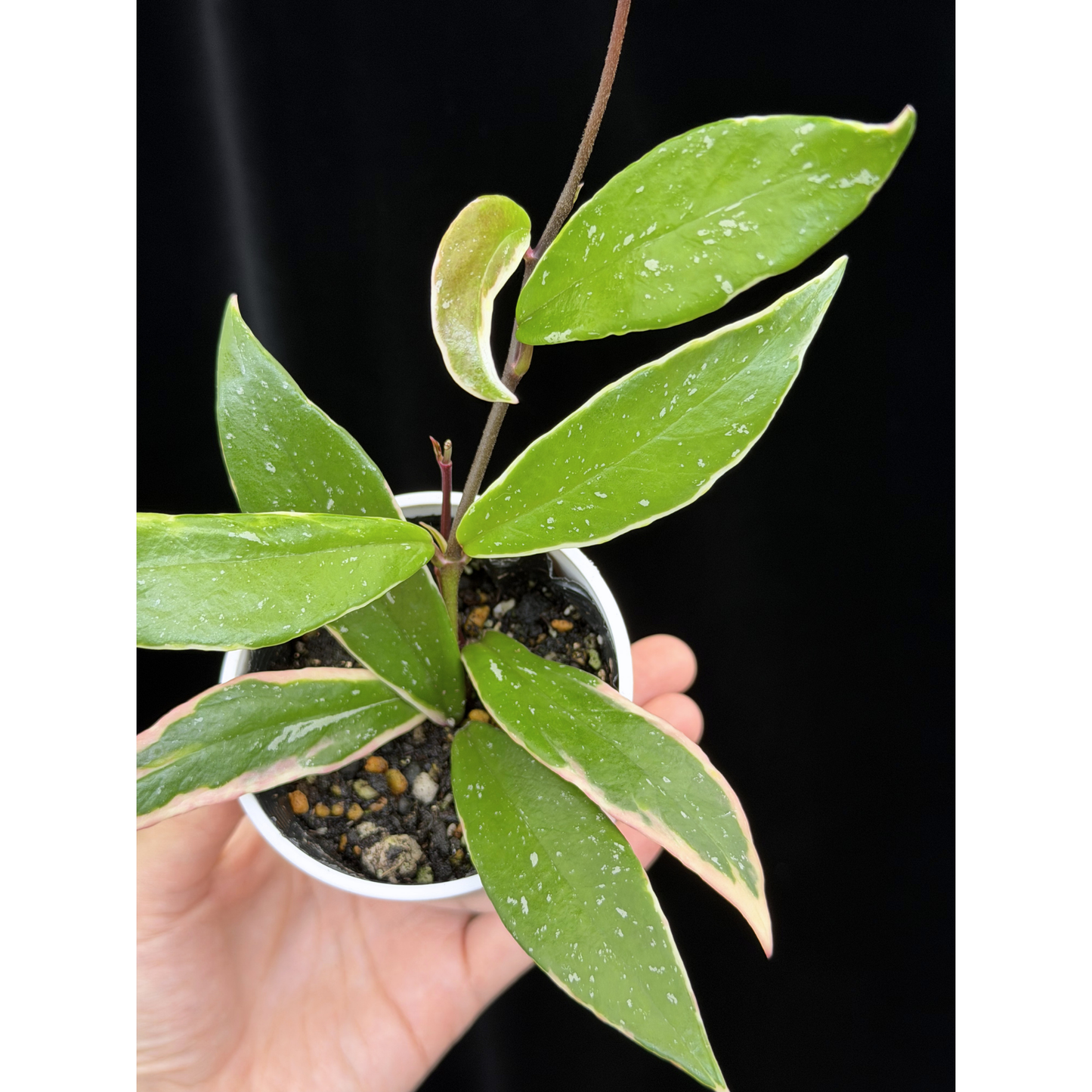 【一点もの】ホヤ プビカリクス ピンクシルバー アルボマギナータ スプラッシュ Hoya Pubicalyx pink silver albomarginata splash 希少 レア