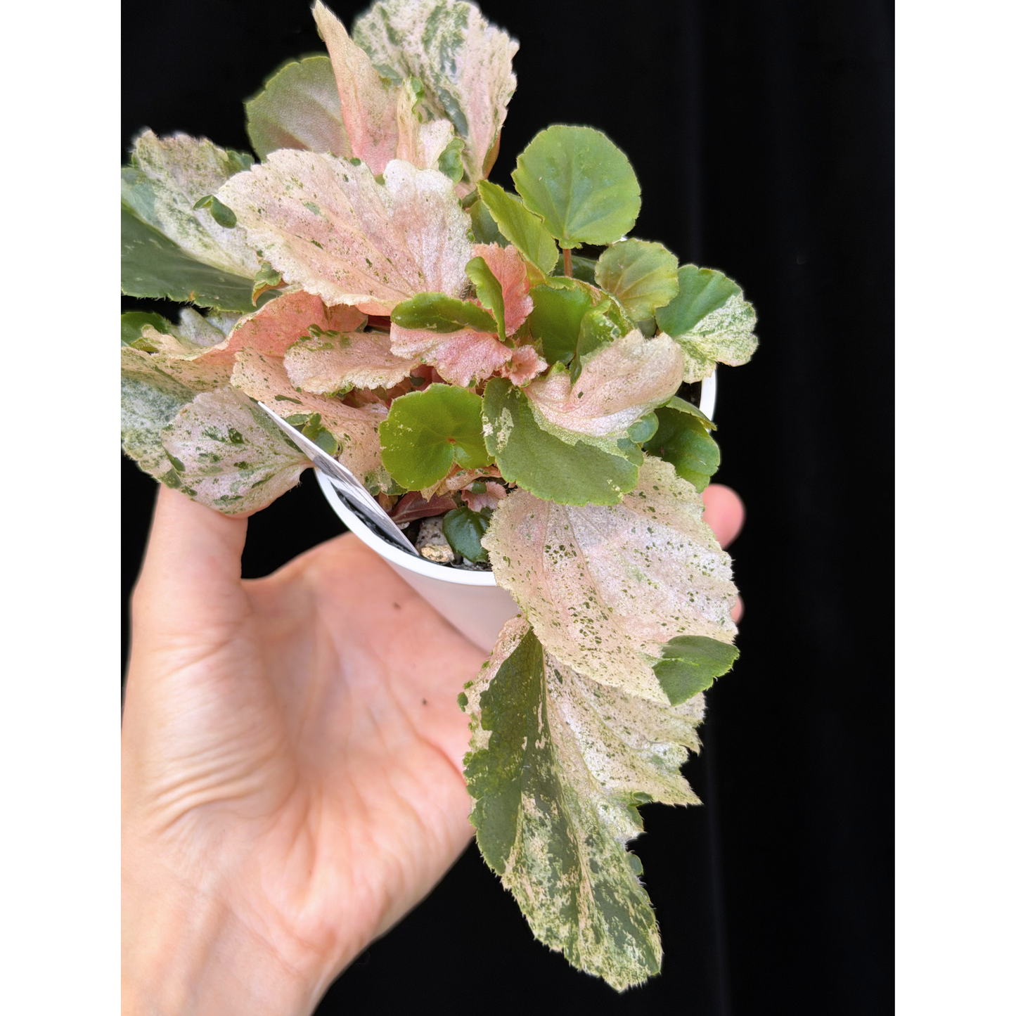 【一点もの】ベゴニア ククラータ ピンク斑入り begonia cucullata Pink variegated 希少 レア 22