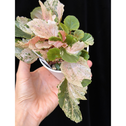 【一点もの】ベゴニア ククラータ ピンク斑入り begonia cucullata Pink variegated 希少 レア 22