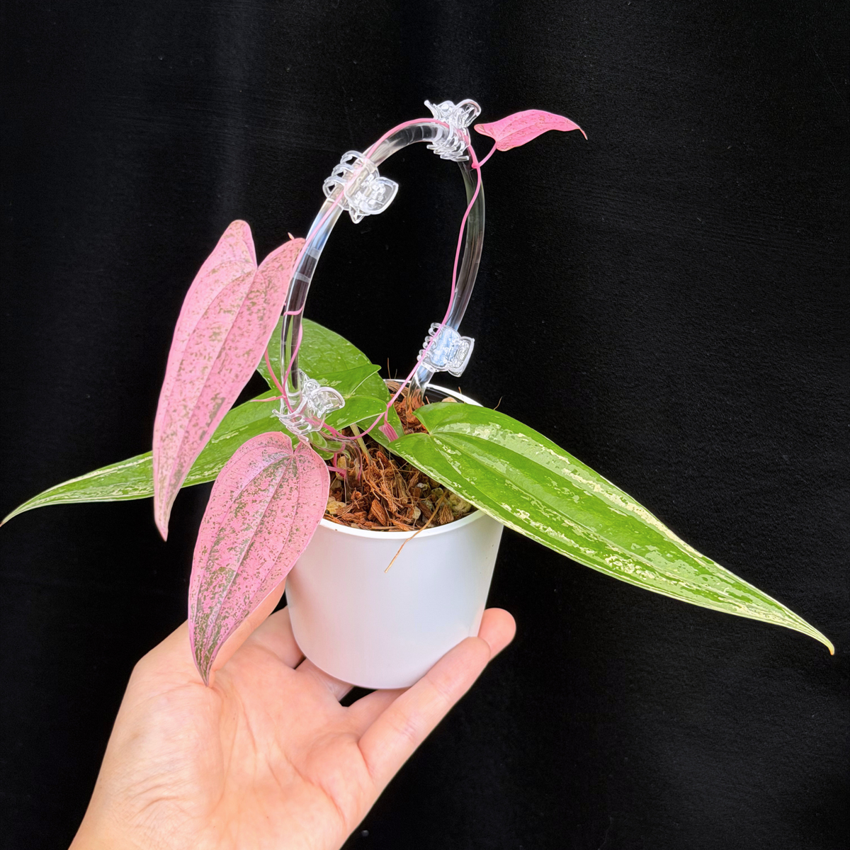 【一点もの】Dioscorea garrettii ‘Pixel’  クリア支柱Sサイズ仕立て ねこチップSS植え 激レア