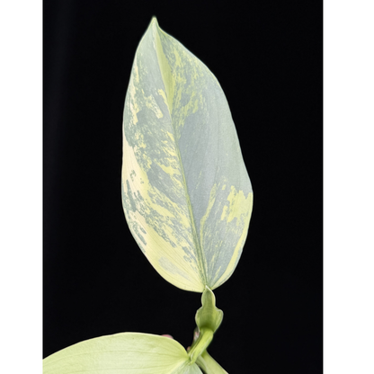 【一点もの】Philodendron Silver Sword Variegata フィロデンドロン シルバーソード シルバーメタル ハスタータム 斑入り レア 希少 4
