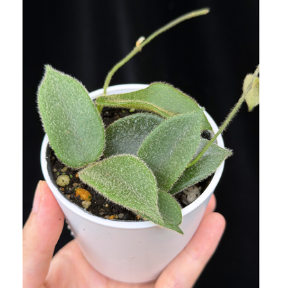 【一点もの】ホヤ トムソニー  Hoya thomsonii
