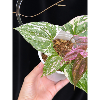 【一点もの】Dioscorea garrettii ‘Crystal’ ディオスコレア ‘クリスタル’ ねこチップSS植え 激レア