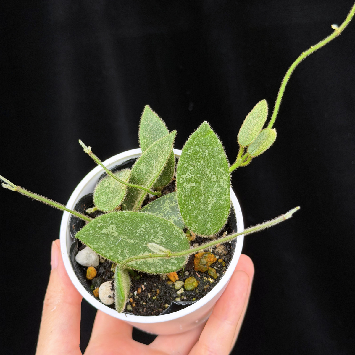 【一点もの】ホヤ トムソニー スプラッシュ Hoya thomsonii splash