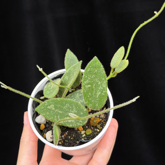 【一点もの】ホヤ トムソニー スプラッシュ Hoya thomsonii splash