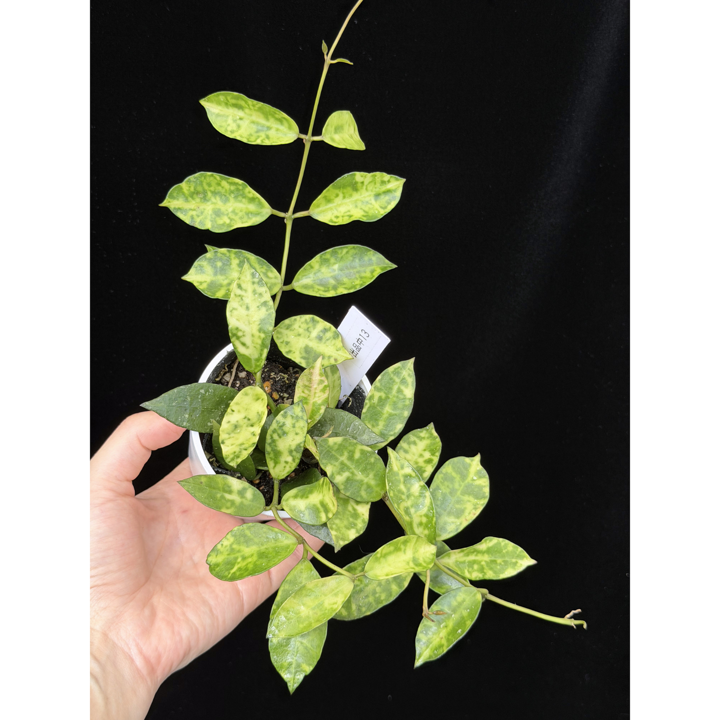 【一点もの】ホヤ ラクノーサ アマリーロ Hoya lacunosa 'Amarillo'  希少 レア 13