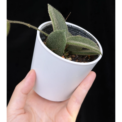 【一点もの】ホヤ トムソニー  Hoya thomsonii