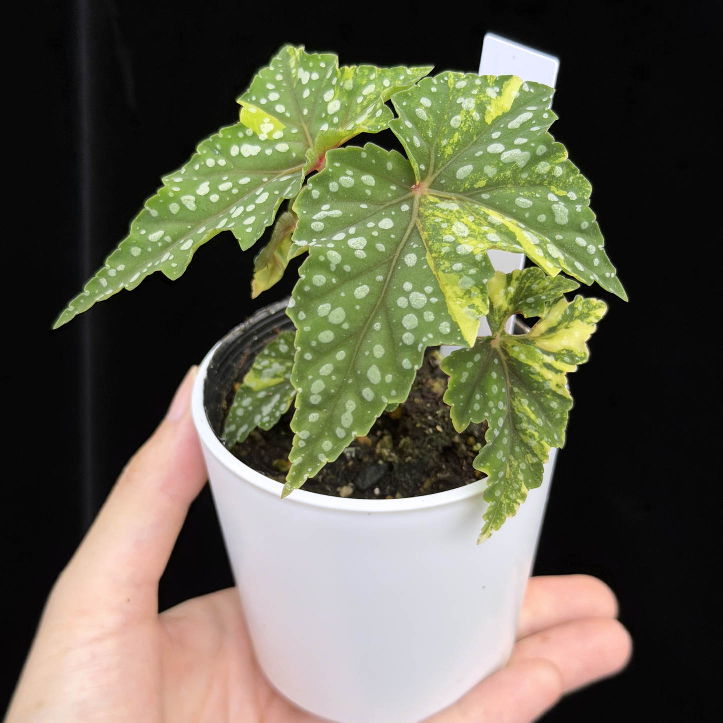 【一点もの】ベゴニア 出雲の煌星 斑入り Izumo no Kiraboshi variegated 希少 激レア