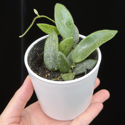 【一点もの】ホヤ トムソニー スプラッシュ Hoya thomsonii splash