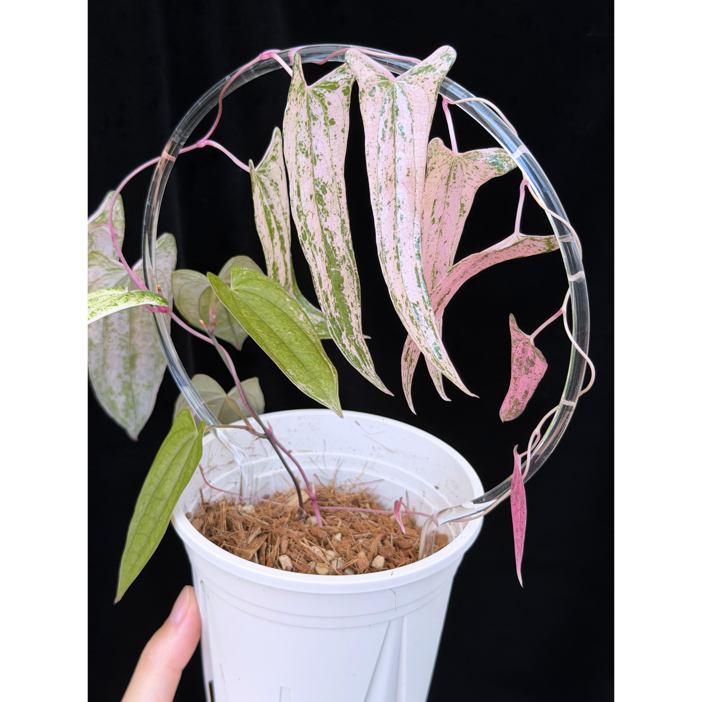 【一点もの】Dioscorea garrettii ‘Pixel’　ねこチップSS植え 激レア
