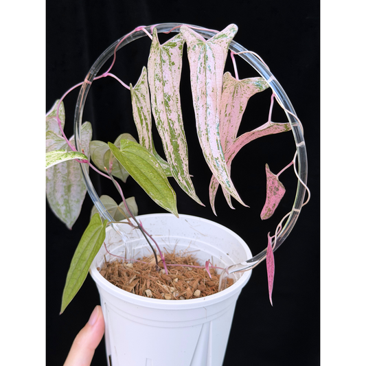 【一点もの】Dioscorea garrettii ‘Pixel’　ねこチップSS植え 激レア