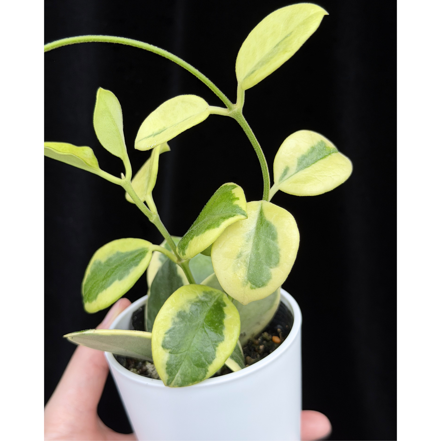 【一点もの】ホヤ オーストラリス ホワイトマージン Hoya australis 'White Margin'