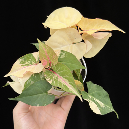 【一点もの販売】ファロピア マルチフローラ 斑入り Fallopia multiflora 'Variegata'