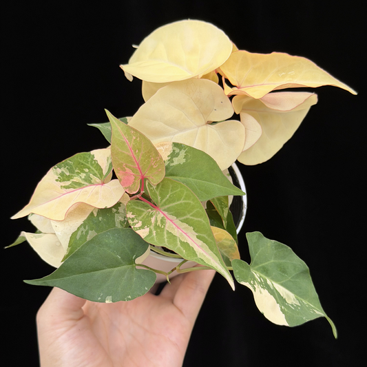 【一点もの販売】ファロピア マルチフローラ 斑入り Fallopia multiflora 'Variegata'