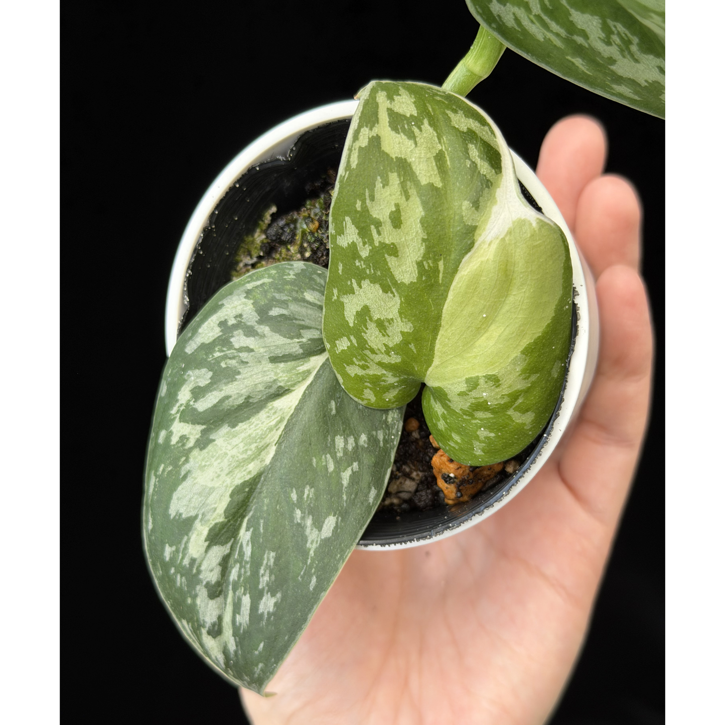 【一点もの】スキンダプサス ピクタス マヤリ Scindapsus Pictus variegata “Mayari “