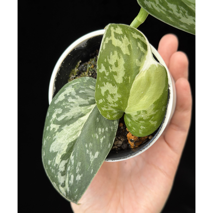 【一点もの】スキンダプサス ピクタス マヤリ Scindapsus Pictus variegata “Mayari “