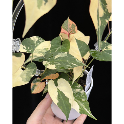 【一点もの販売】ファロピア マルチフローラ 斑入り クリア支柱Mサイズ仕立て Fallopia multiflora 'Variegata' 23