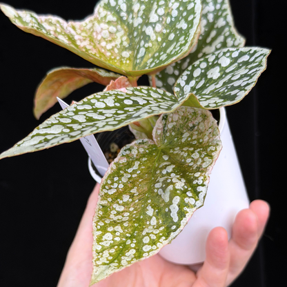 【一点もの】ベゴニア スノーキャップド ピンク斑入り Begonia Snow Capped variegata 27