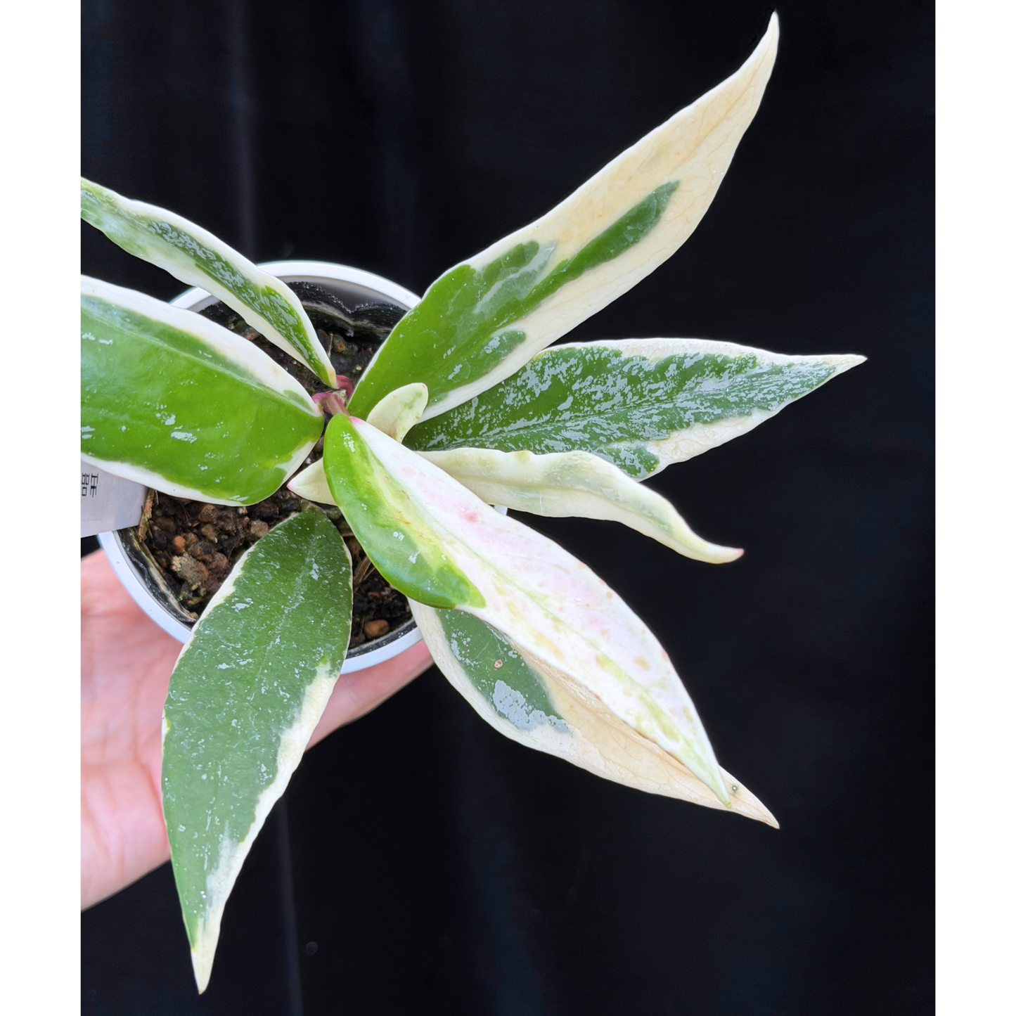 【一点もの】ホヤ プビカリクス ピンクシルバー アルボマギナータ スプラッシュ Hoya Pubicalyx pink silver albomarginata splash 希少 レア