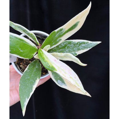 【一点もの】ホヤ プビカリクス ピンクシルバー アルボマギナータ スプラッシュ Hoya Pubicalyx pink silver albomarginata splash 希少 レア