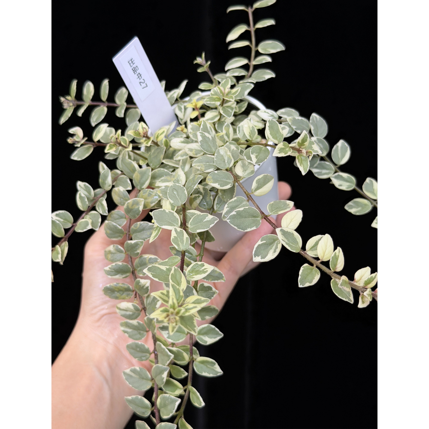 【一点もの】コルムネア ミクロフィラ 斑入り 希少 レア 27