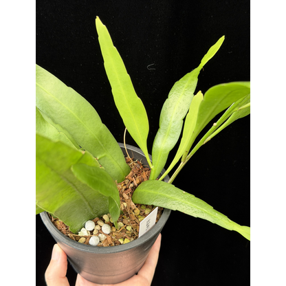 【一点もの】姫月下美人 4号 プラスチック鉢 BLACK PLASTIC POT 受け皿付き 3