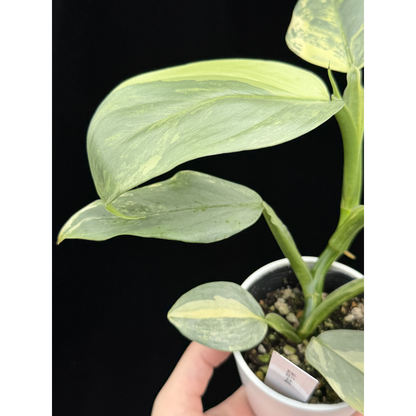 【一点もの】Philodendron Silver Sword Variegata フィロデンドロン シルバーソード シルバーメタル ハスタータム 斑入り レア 希少 4