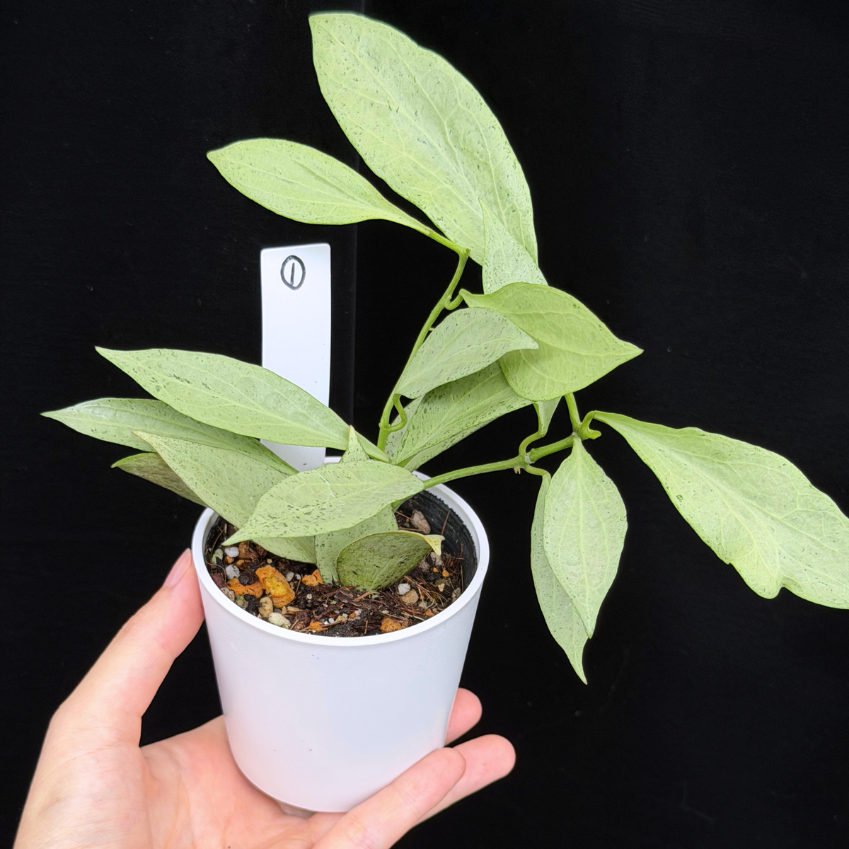 【一点もの】ホヤ・ニューギニアゴースト Hoya carnosa 'New Guinea Ghost' 【1〜3から株を選ぶ】