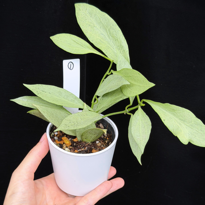 【一点もの】ホヤ・ニューギニアゴースト Hoya carnosa 'New Guinea Ghost' 【1〜3から株を選ぶ】