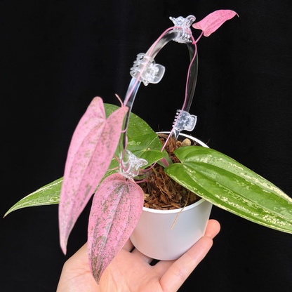 【一点もの】Dioscorea garrettii ‘Pixel’  クリア支柱Sサイズ仕立て ねこチップSS植え 激レア