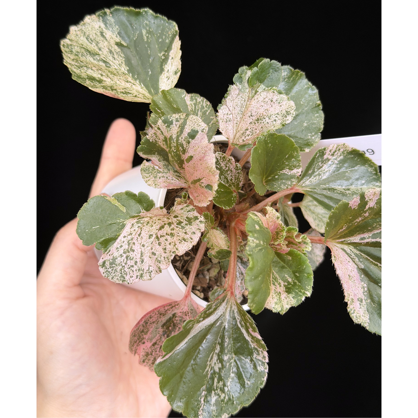 【一点もの】ベゴニア ククラータ ピンク斑入り begonia cucullata Pink variegated 希少 レア 9