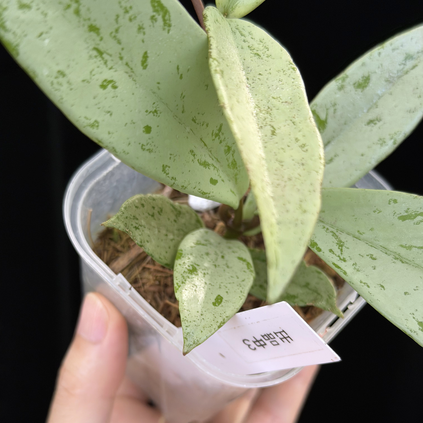 【一点もの】ホヤ プビカリクス シルバーゴースト Hoya Pubicalyx silver ghost 3号 スリット鉢 希少 レア ねこチップ 3