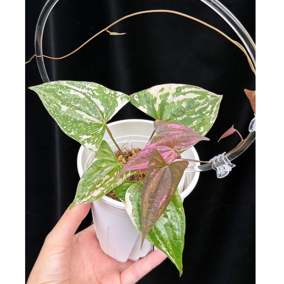 【一点もの】Dioscorea garrettii ‘Crystal’ ディオスコレア ‘クリスタル’ ねこチップSS植え 激レア