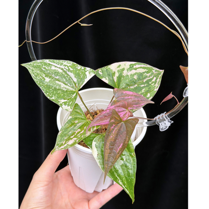 【一点もの】Dioscorea garrettii ‘Crystal’ ディオスコレア ‘クリスタル’ ねこチップSS植え 激レア