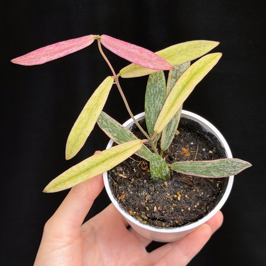 【一点もの】ホヤ・シギラティス 外斑入り Hoya sigillatis outer variegated 激レア 希少