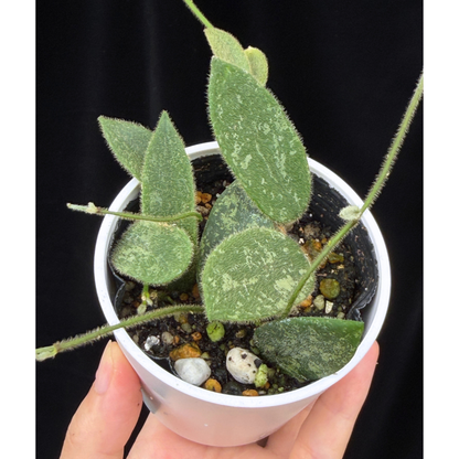【一点もの】ホヤ トムソニー スプラッシュ Hoya thomsonii splash