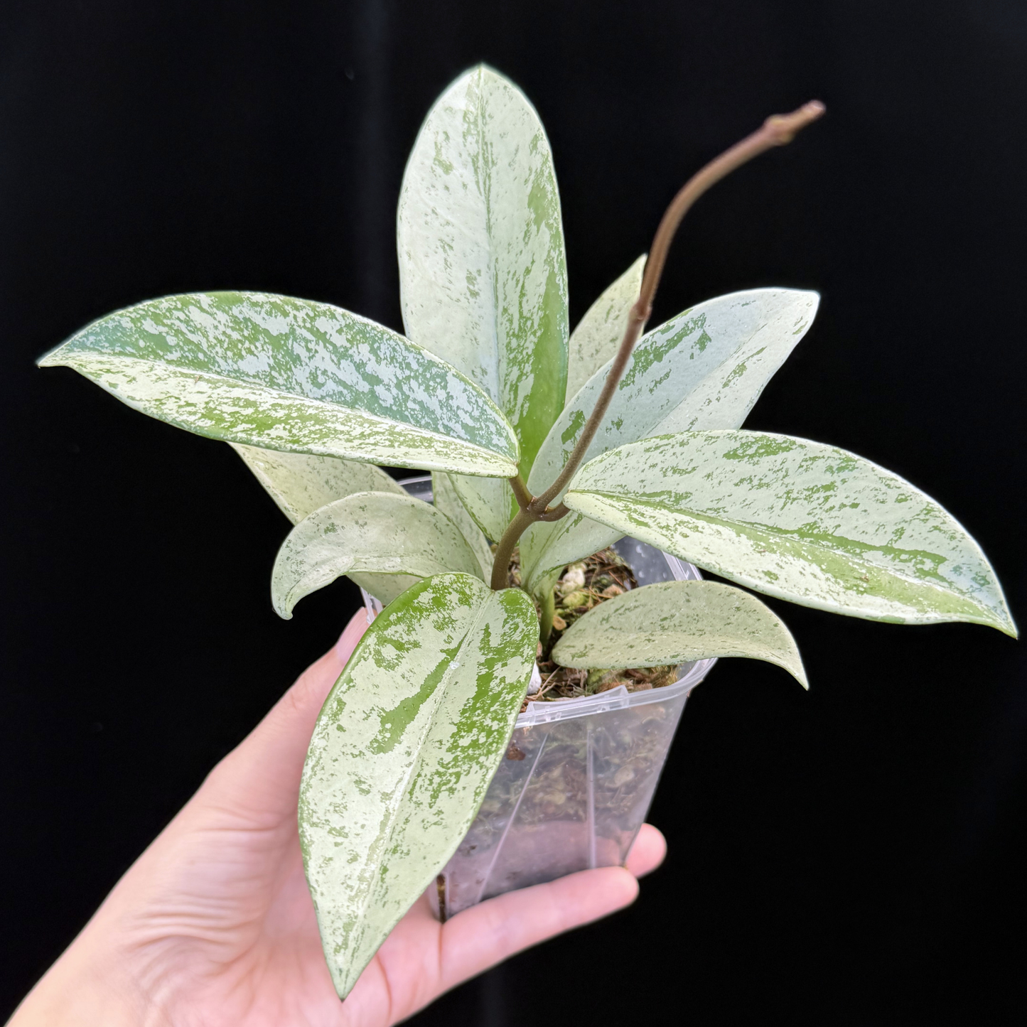 【一点もの】ホヤ プビカリクス シルバーゴースト Hoya Pubicalyx silver ghost 3号 スリット鉢 希少 レア ねこチップ