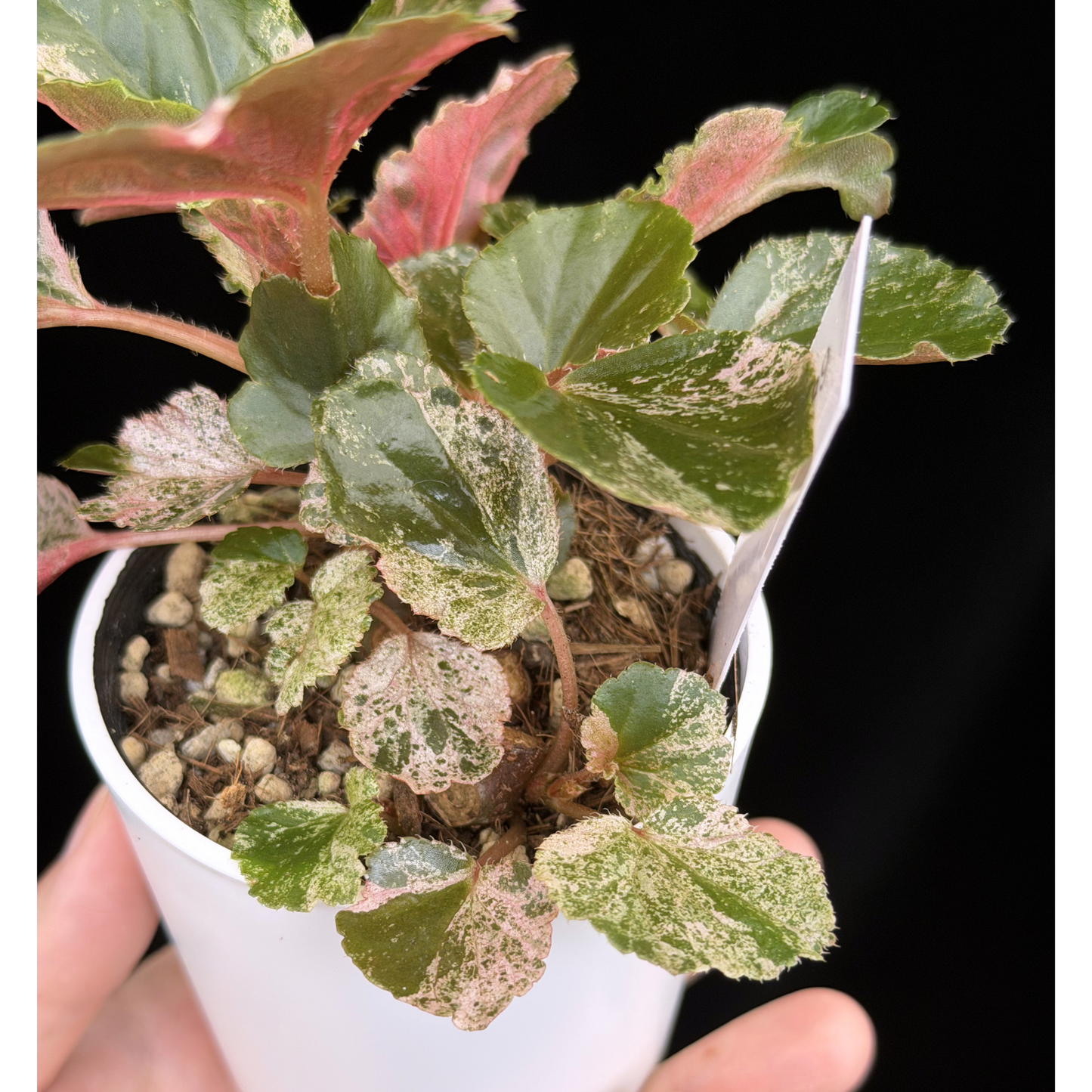 【一点もの】ベゴニア ククラータ ピンク斑入り begonia cucullata Pink variegated 希少 レア 9