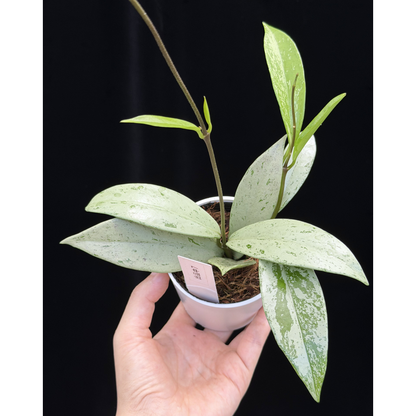 【一点もの】ホヤ プビカリクス シルバーゴースト Hoya Pubicalyx silver ghost 希少 レア ねこチップ 7