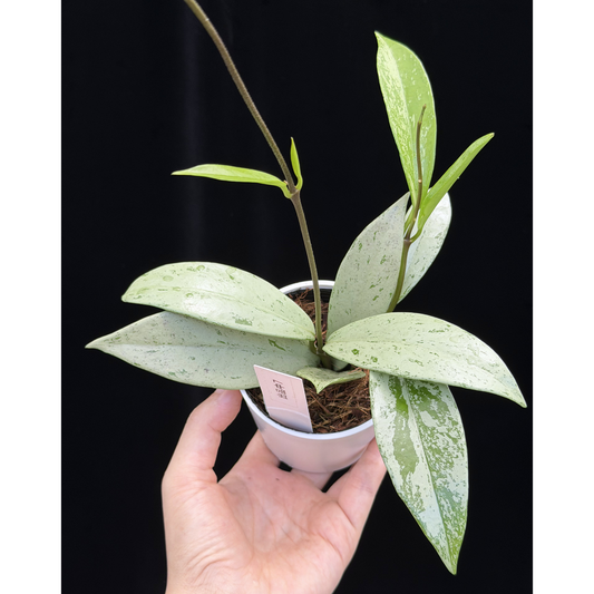 【一点もの】ホヤ プビカリクス シルバーゴースト Hoya Pubicalyx silver ghost 希少 レア ねこチップ 7